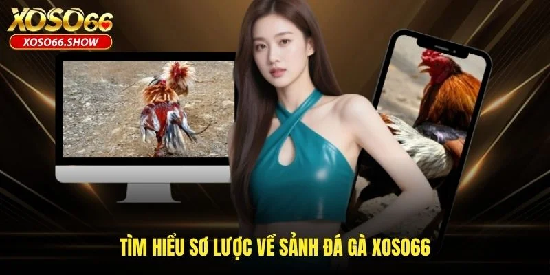 Tìm hiểu sơ lược về sảnh đá gà XOSO66 Tìm hiểu sơ lược về sảnh đá gà XOSO66